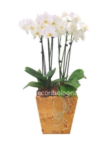 phalenopsis bianca 2 steli