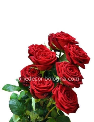 3 rose rosse 60 cm ben confezionate