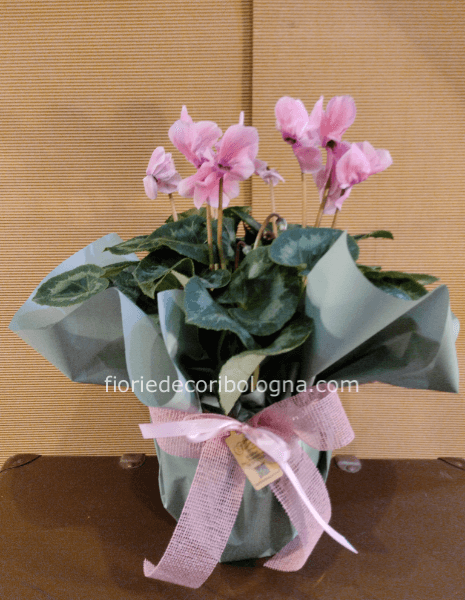 Pianta di ciclamino.