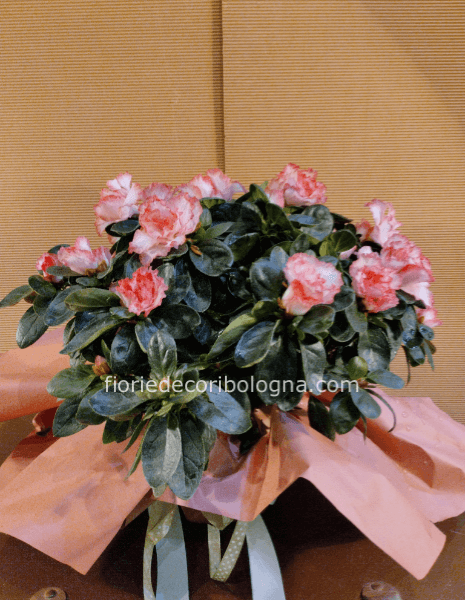 Pianta di azalea