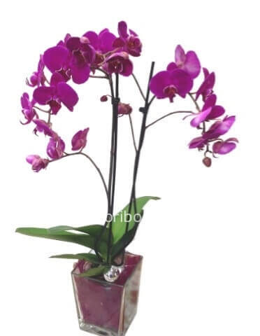 Pianta orchidea 2 rami toni rosa/fucsia/giallo