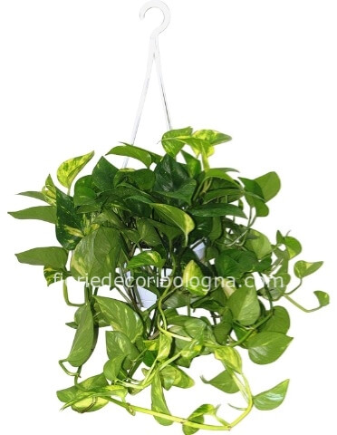 Pothos