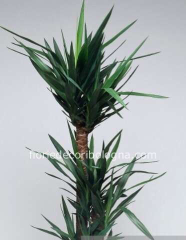 tronchetto della felicita' yucca