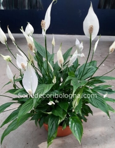 spatiphillum in ciotola