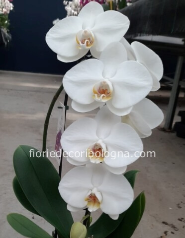 orchidea a cascata