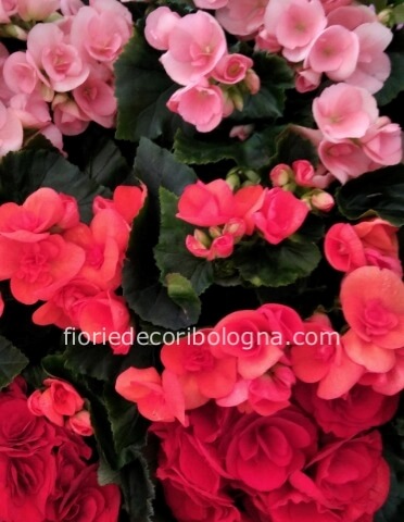 Pianta begonia vaso 14 ben confezionata