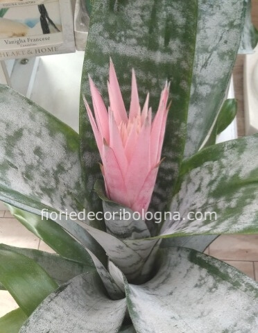 Pianta bilbergia con coprivaso
