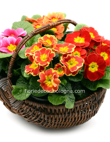 cestino con primule colori vari