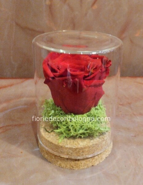 Rosa stabilizzata in campana vetro