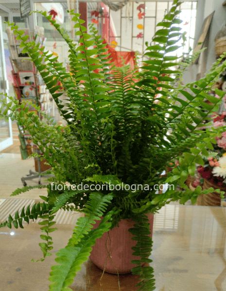 Felce con vaso ceramica