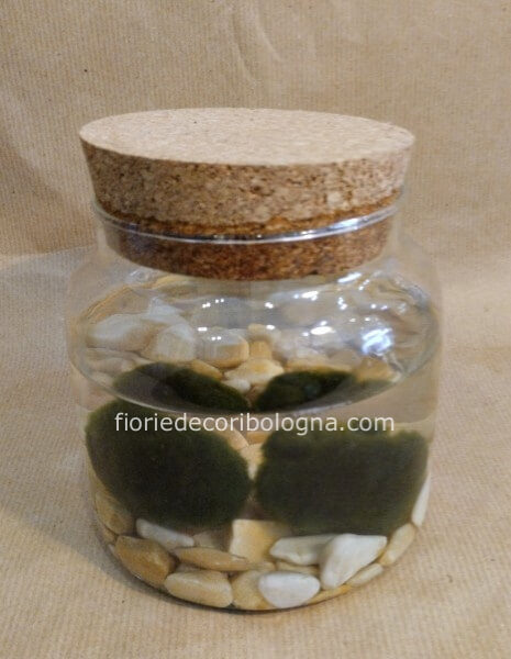 Alga marimo 2 pezzi