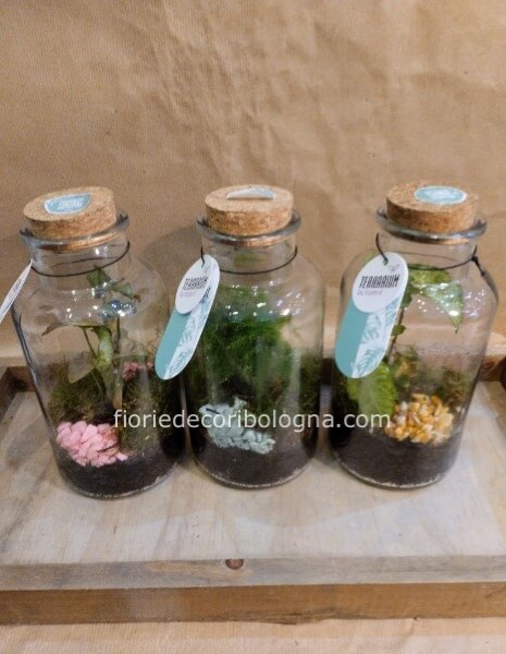 Terrarium piccolo
